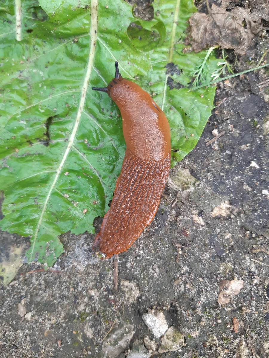слизняк улитка. мокрица слизняк. слизни на огороде. слизни на огороде. слизень на участке.