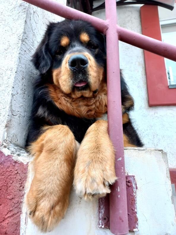 Китай, гастарбайтер из Тибета, охраняет дом