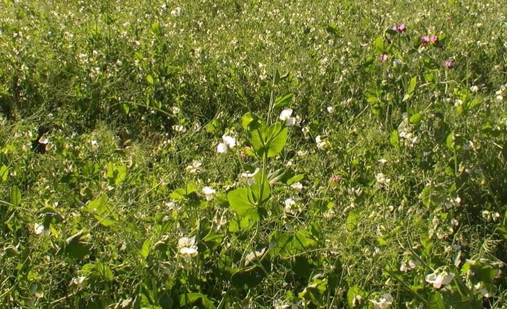    Полевой горох и его компаньоны для рентабельности кормопроизводства