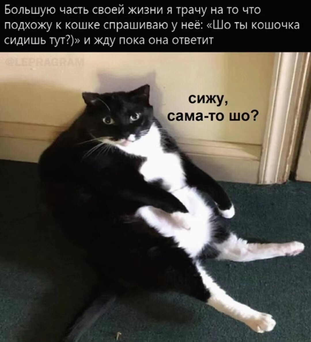 Кошка спрашивала кошку. Кошка спрашивает. Кошочка мурздей
