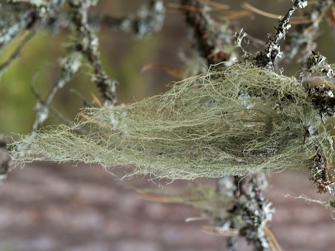 Usnea barbata гербарий