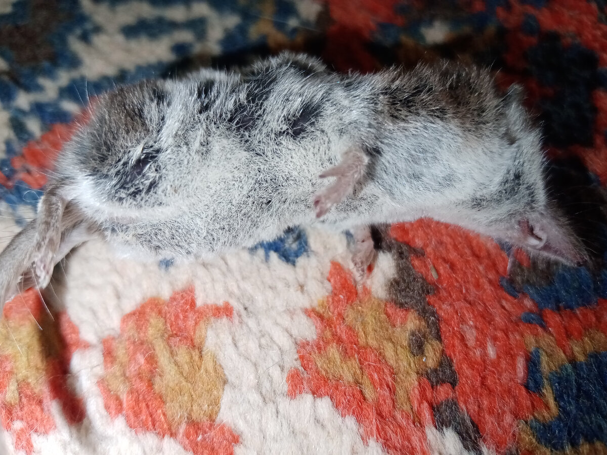 хотела написать, что это я, но не буду приписывать себе еще и эти таланты"... это кошка подарила 🤣 моя прелесть)