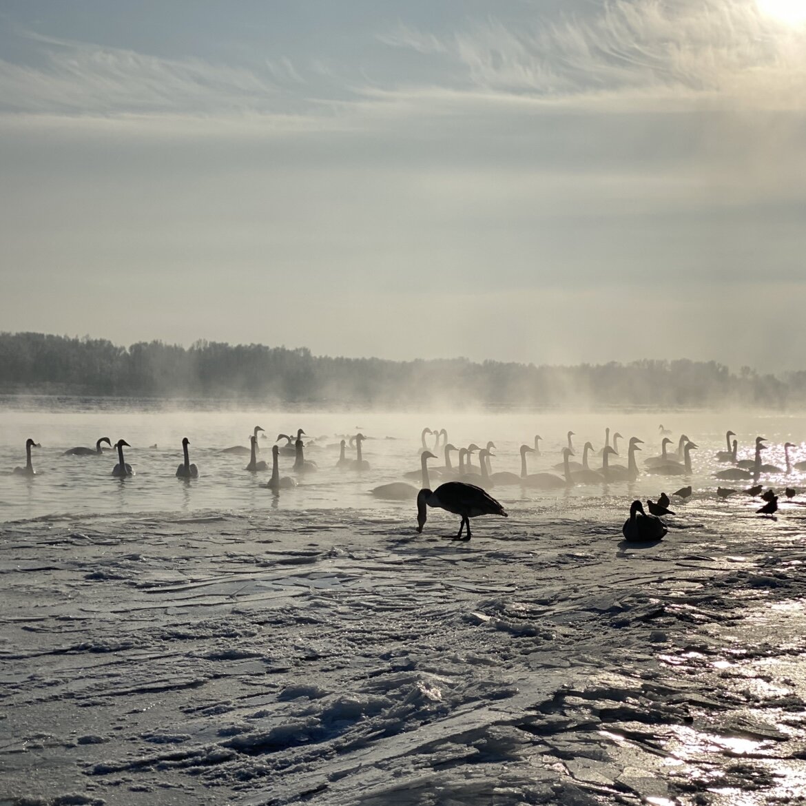 Лебеди-кликуны на реке Бия. декабрь