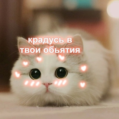 Веселые кошки