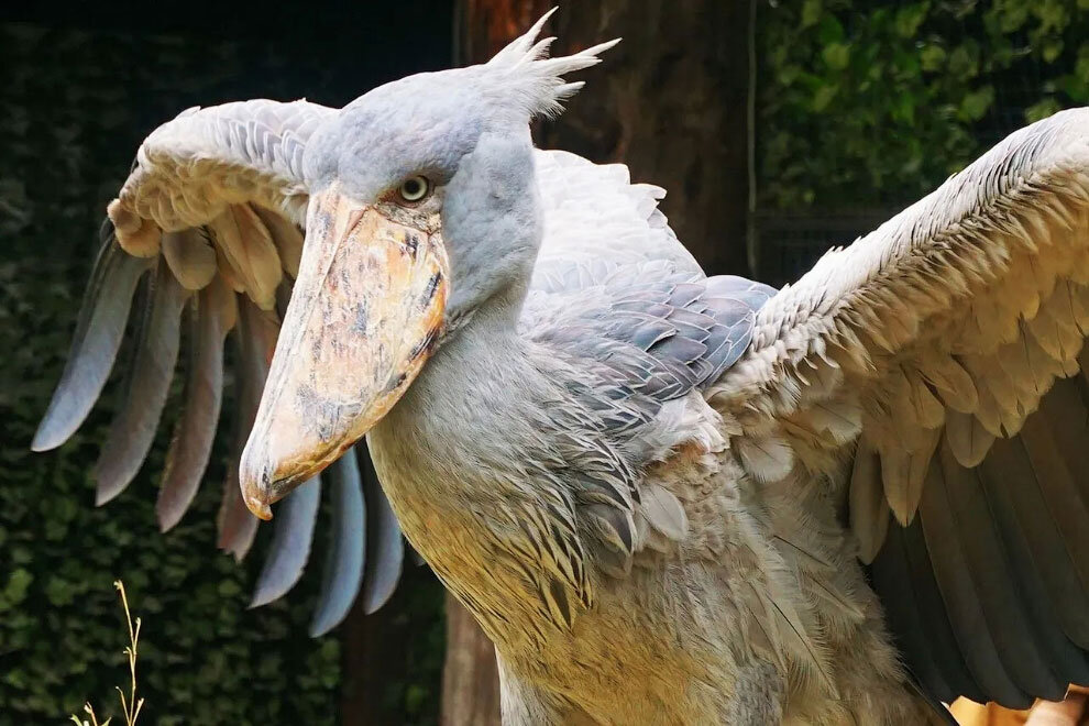 Рис. 1 Китоглав