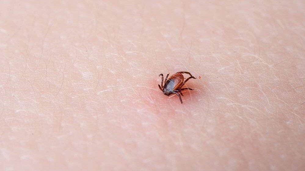 Фото с сайта https://traveltimes.ru/%D1%83%D0%BA%D1%83%D1%81-%D0%BA%D0%BB%D0%B5%D1%89%D0%B0-%D0%BF%D1%80%D0%B8-%D0%B1%D0%B5%D1%80%D0%B5%D0%BC%D0%B5%D0%BD%D0%BD%D0%BE%D1%81%D1%82%D0%B8/