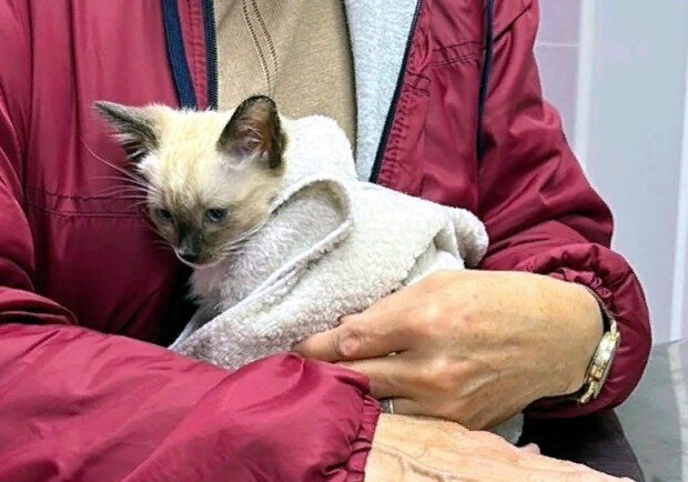 Котеночка спасали две недели. Не смогли. Какие чувства должны испытывать волонтеры к тем, кто его выбросил на улицу?