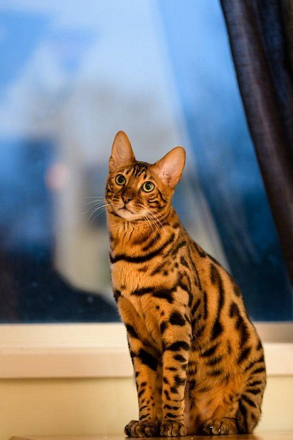 Изображение с сайта https://lapkins.ru/cat/bengalskaya-koshka/