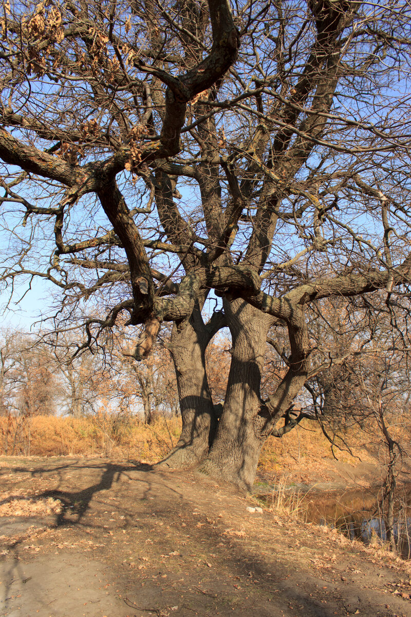 Это мой любимый дуб в пойме. А на противоположном берегу живёт выдра