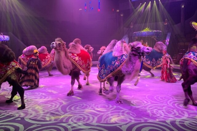    Фото:  АиФ/ Ангелина Оболонская