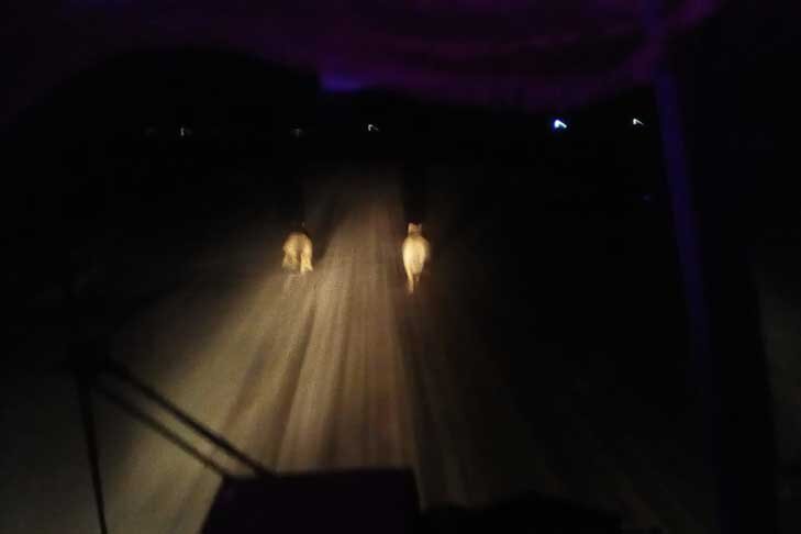 Волков в деревне уже нет, заверяли 16 декабря охотоведы.📷
