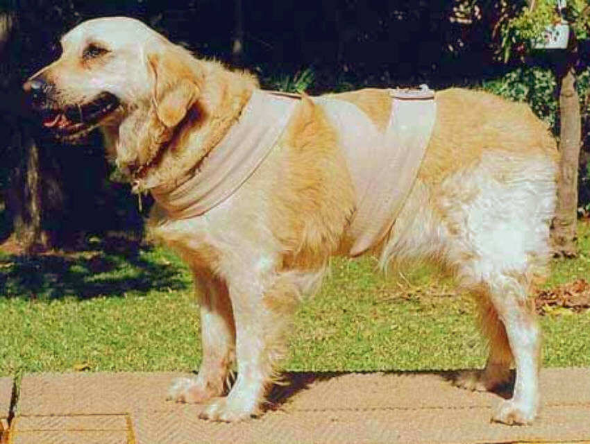 Половинное бинтование собаки. Источник: homeyou