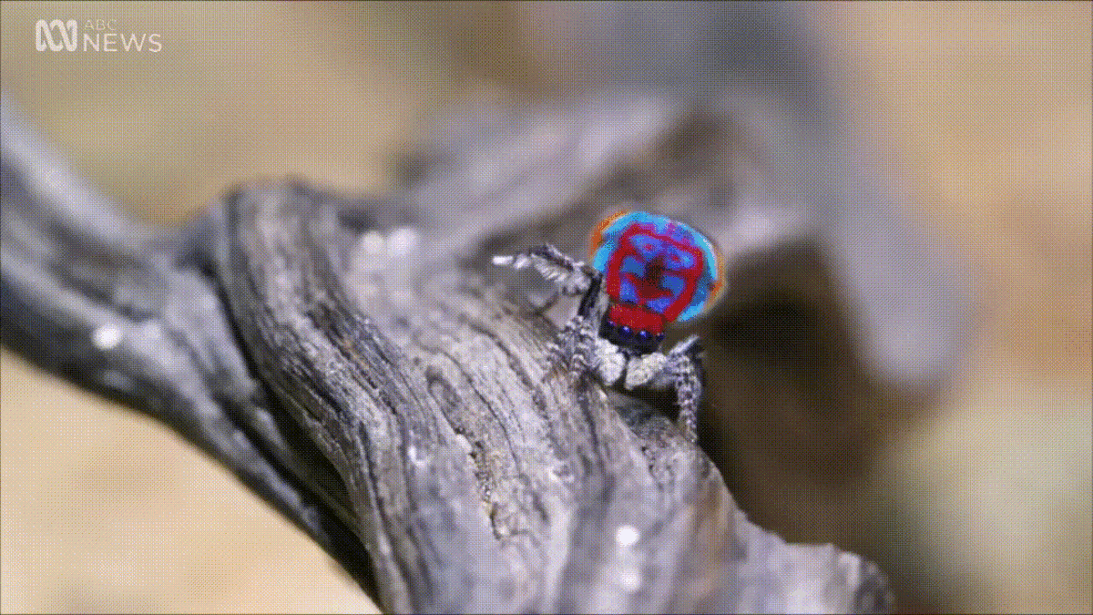 Танцы паука-скакуна. Взято из открытого источника