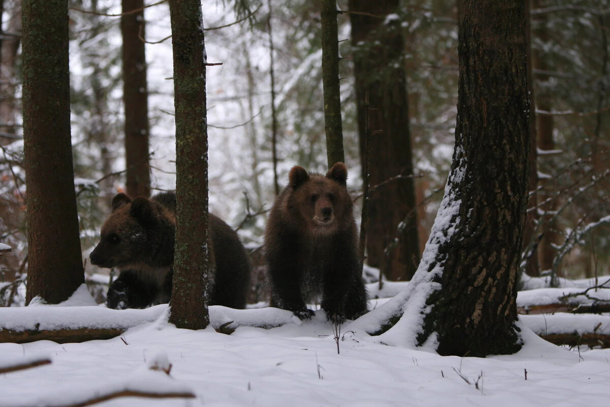 Зимой косолапых спасает толстая шкурка