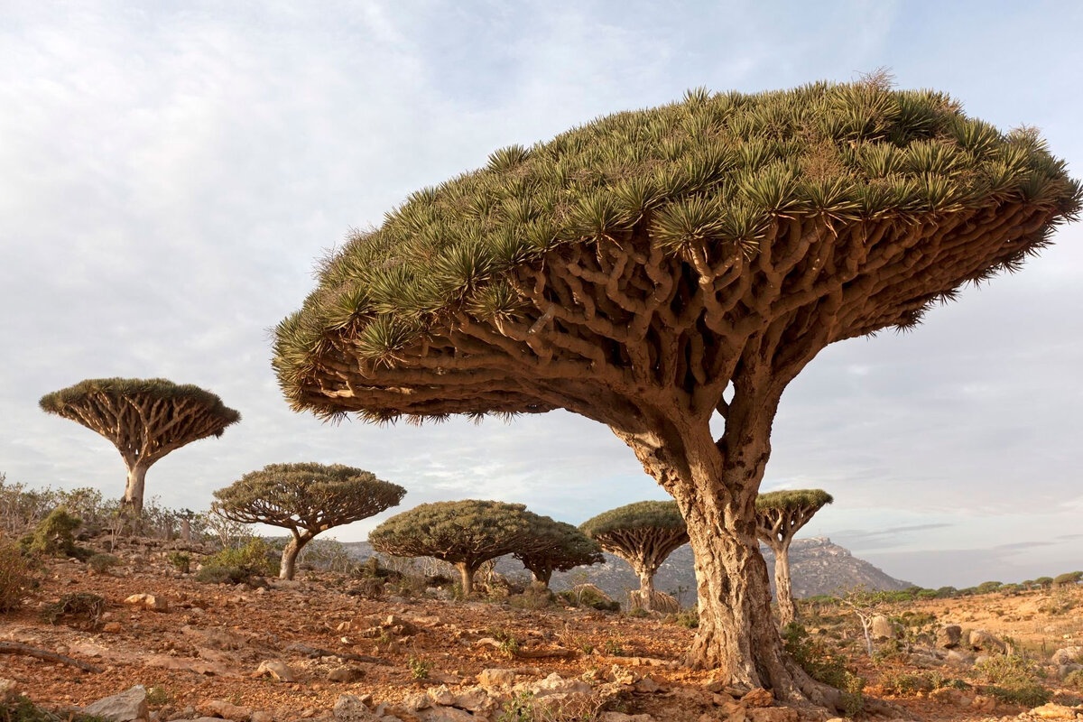 Дерево рожает. Кедр ливанский cedrus libani. Древо къырым крым. Декоративное кованое дерево. Дерево живущее 6 букв.