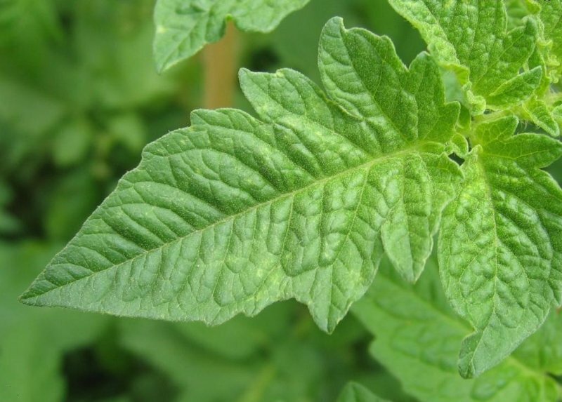 Фото из интернета