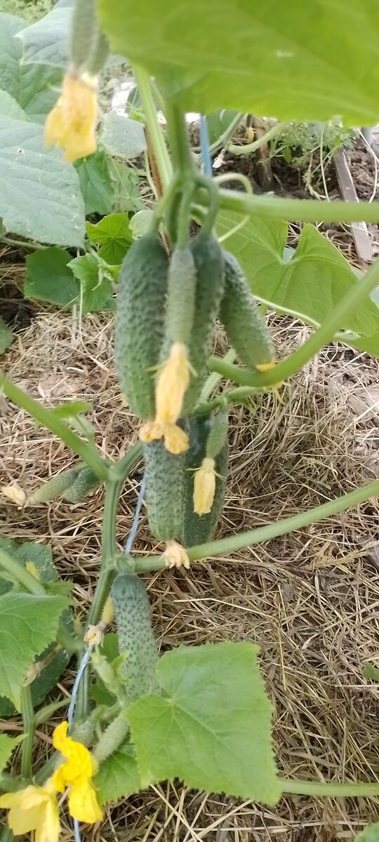 Гибрид огурца ЭКОЛЬ F1