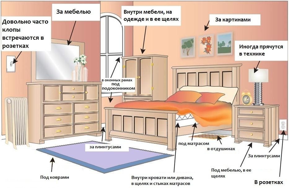 Постельный клоп паразитирует на человеке. Постельный клоп ведет ночной образ жизни, скрываясь в дневные часы в различных щелях благодаря уплощенному телу.