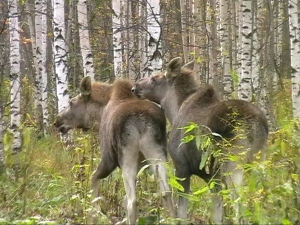 Лоси-сеголетки