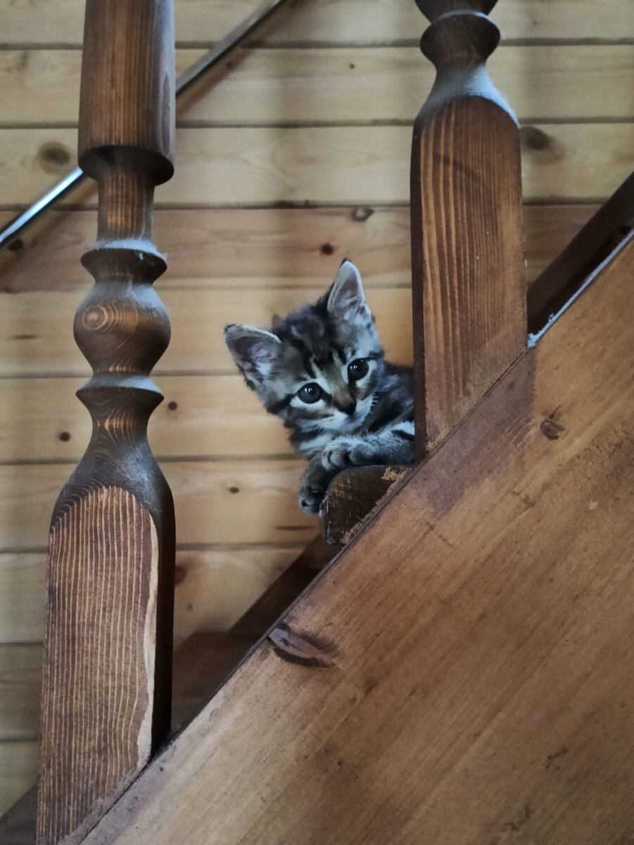 Та самая кошечка