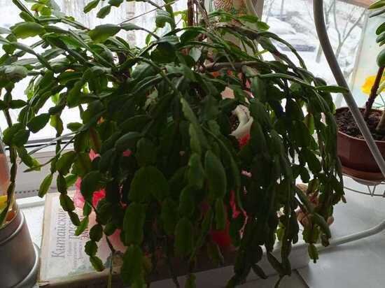     фото: МК в Туле