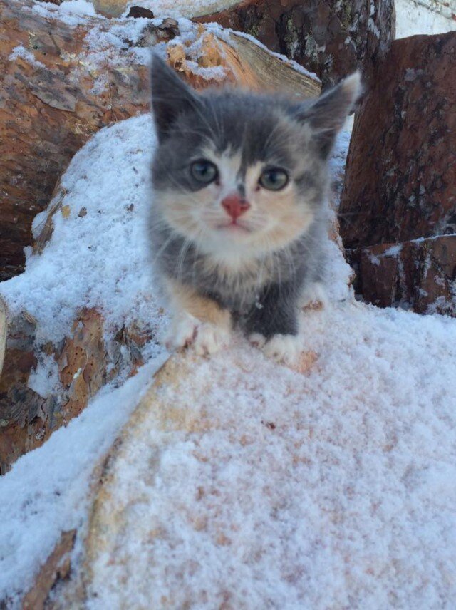 Кот замерз. Замерзший котенок. Котенок в снегу. Бездомные кошки зимой.