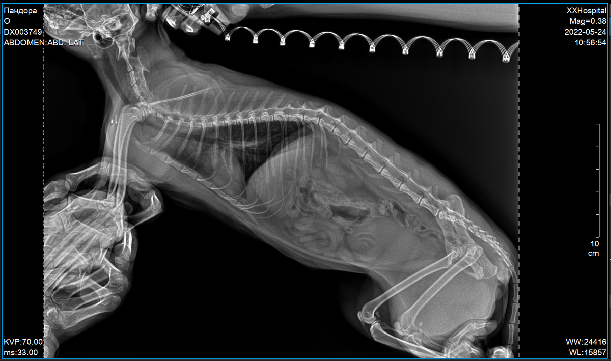Не нашла фото с маленькими кошками на первых приёмах в клинике. Зато нашла недавний рентген Панды :)