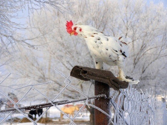     Куриный праздник отмечается по народному календарю 15 января