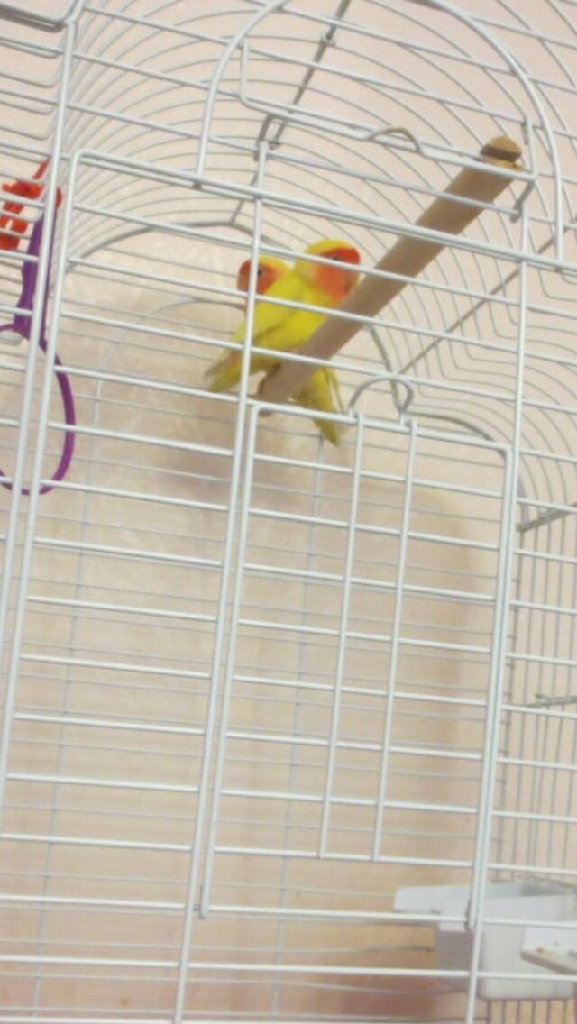 Полинья и Рыжик,он сзади неё. 