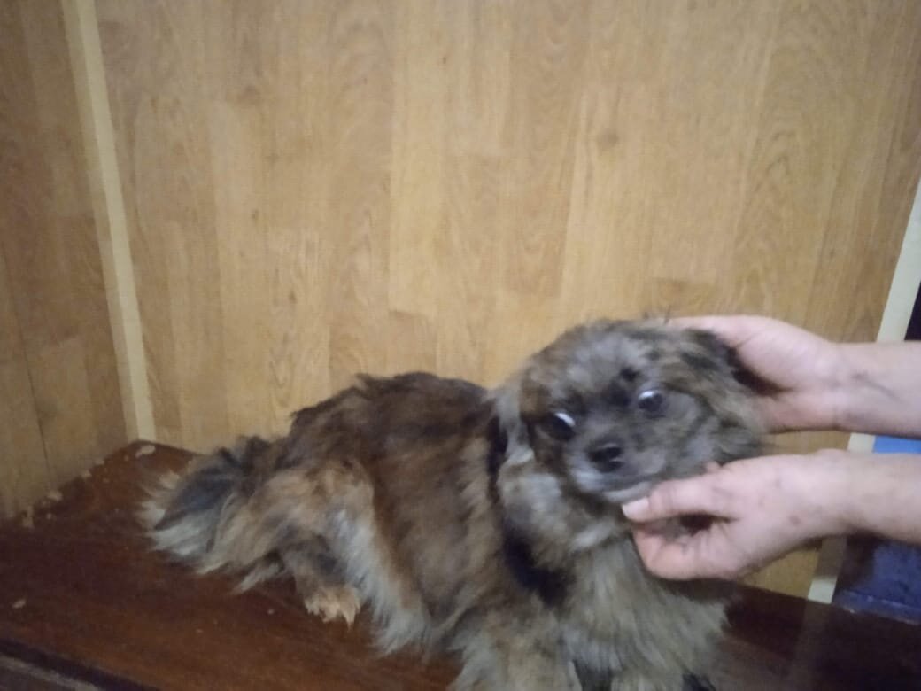 Девочка(предположительно метис пекинеса с кем то)