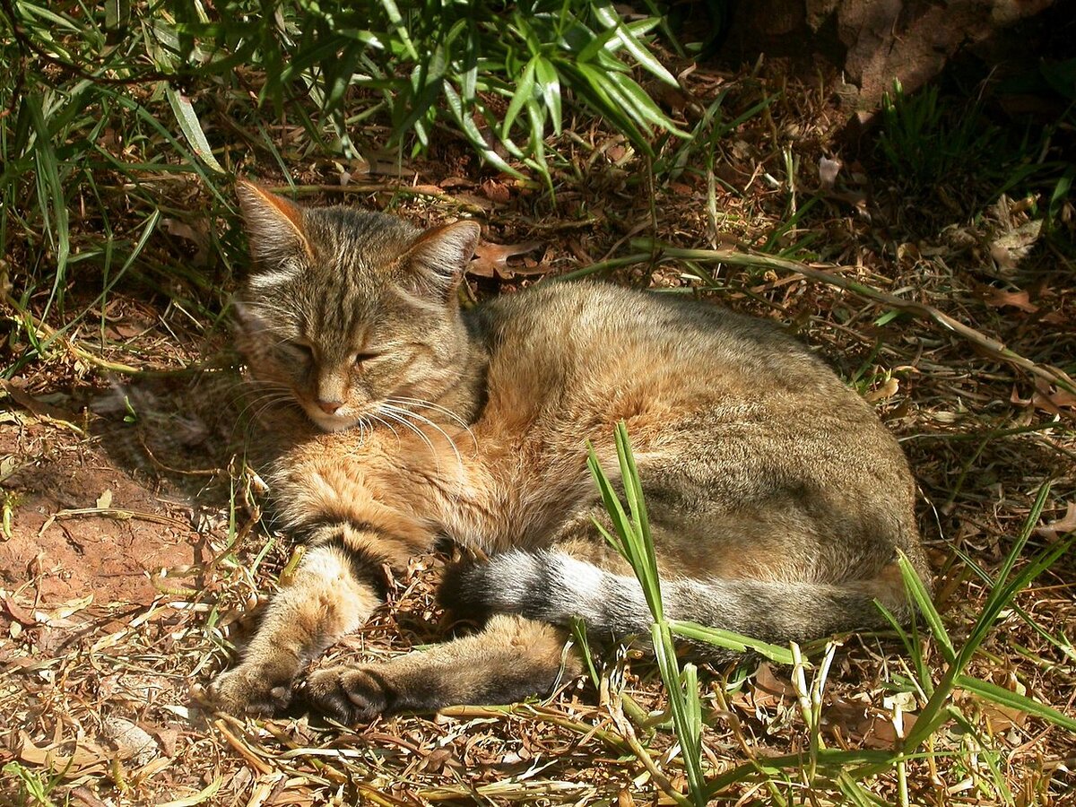 Дикая кошка