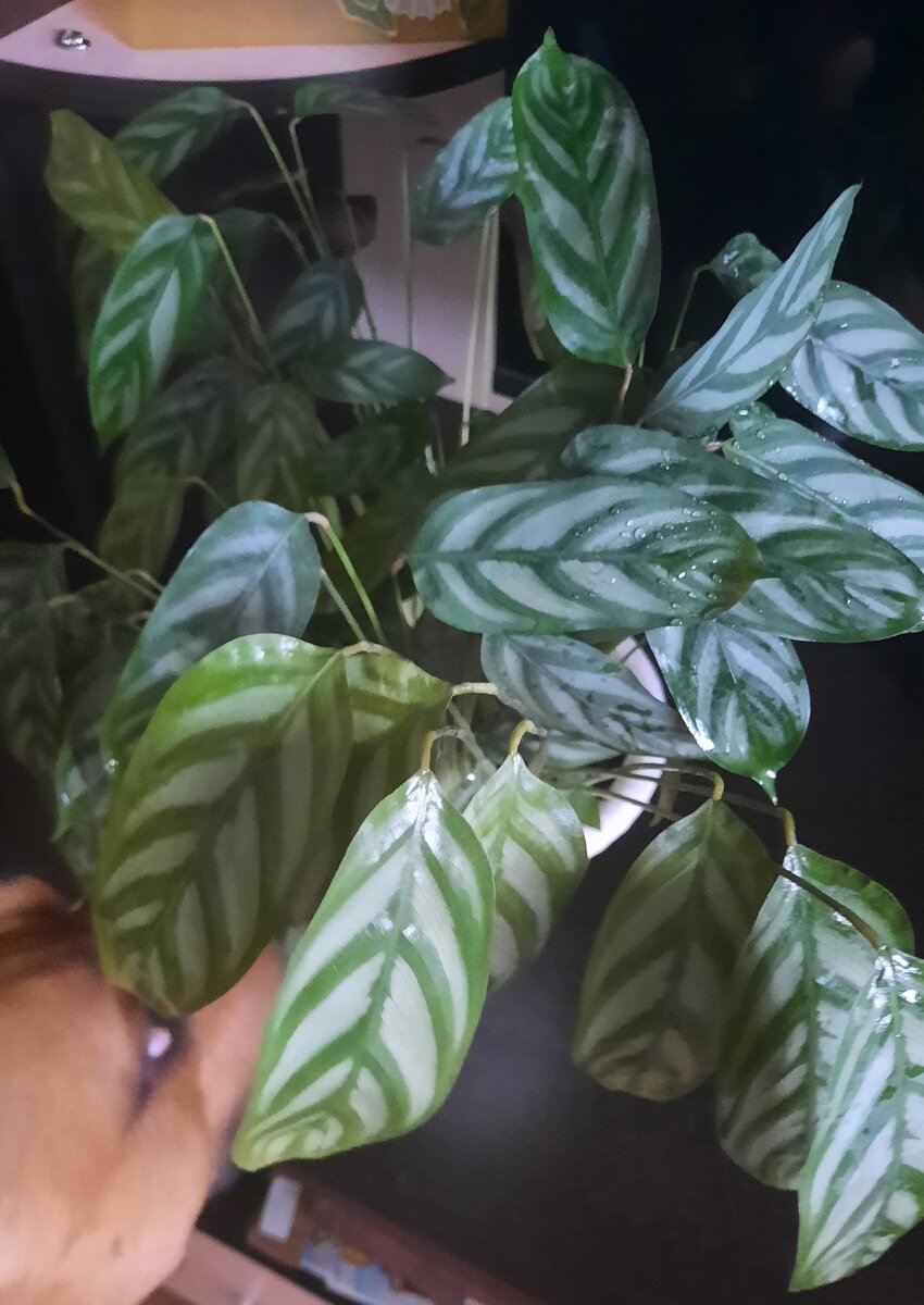 Ричка помогает