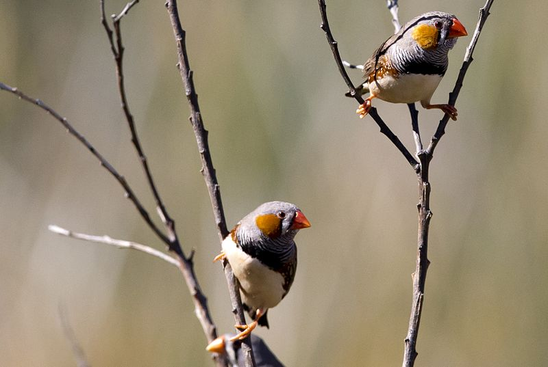 Зебровые амадины: музыкальные птицы, которые поют «колыбельные» птенцам |  Заметки о животных | Дзен