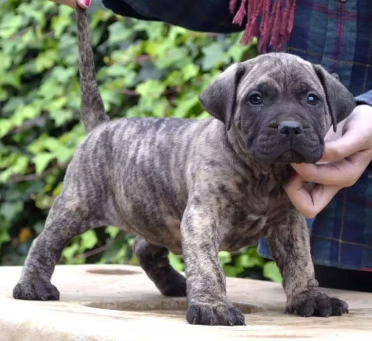 Фотография "Канарского дога" 