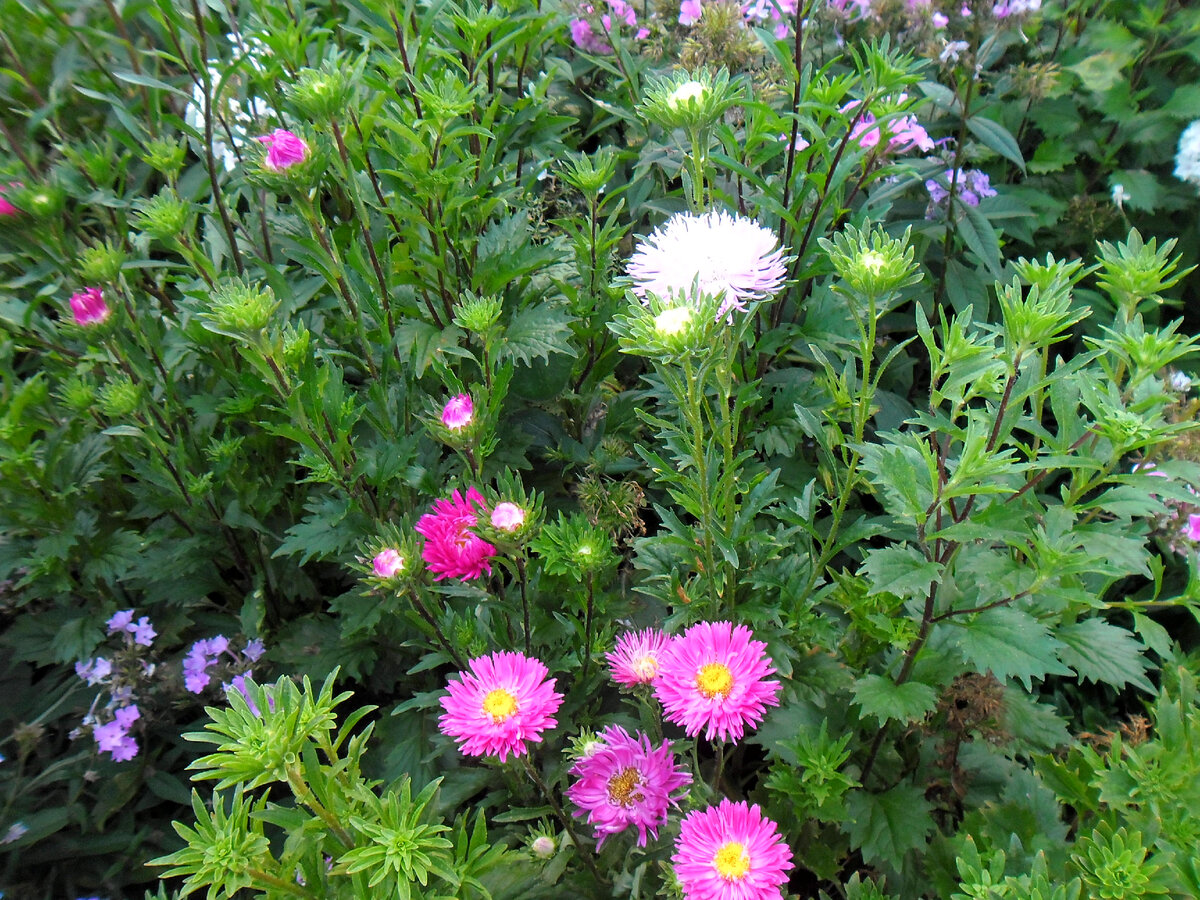 Астра Aster coloradoensis