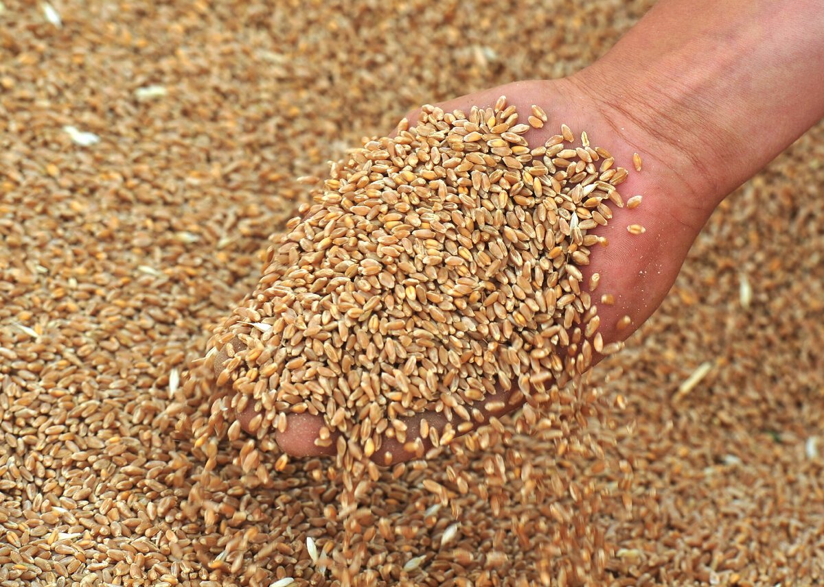 © ИТАР-ТАСС/ Дмитрий Рогулин