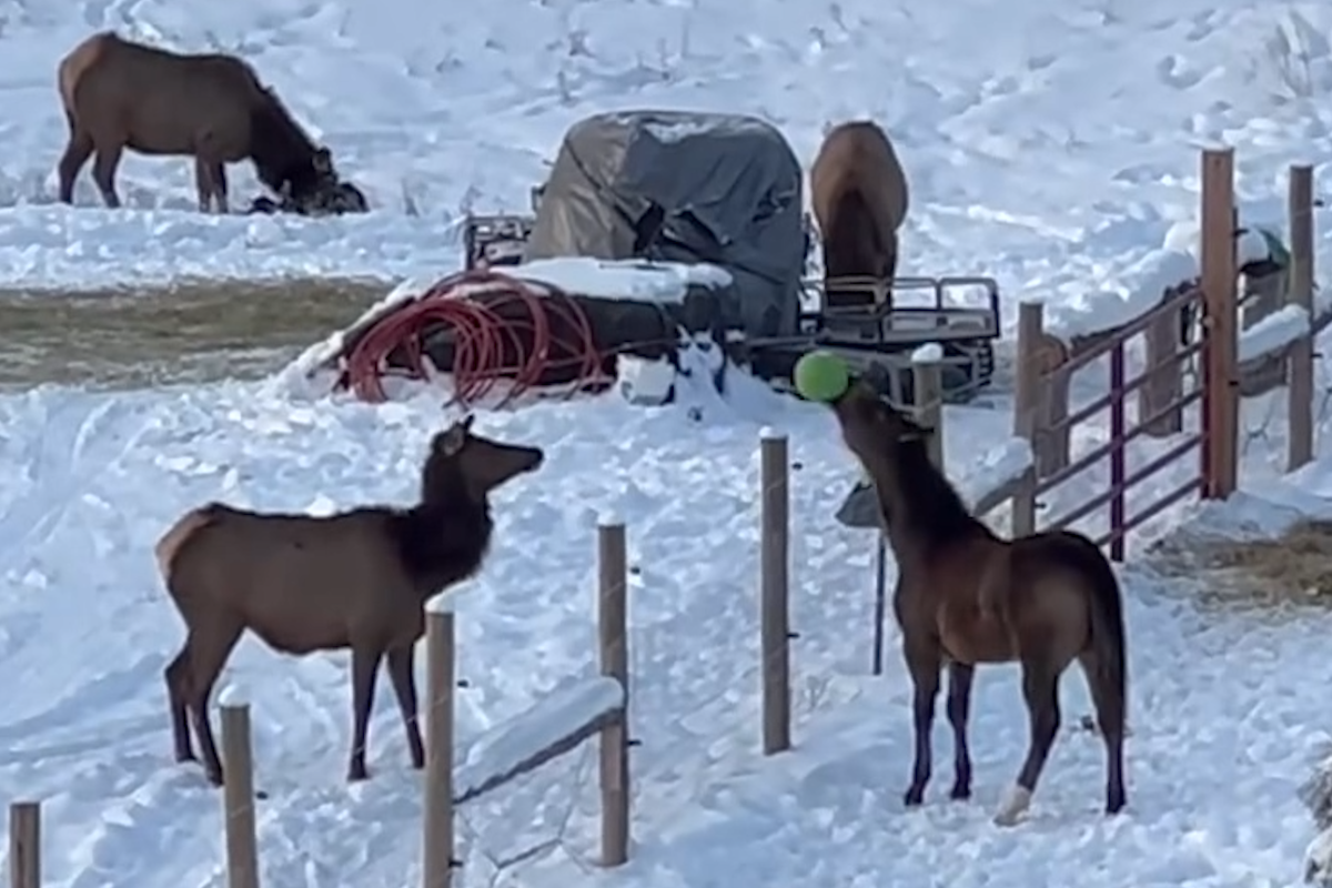     Посмотрите, как домашняя лошадь и дикий лось играют в мяч