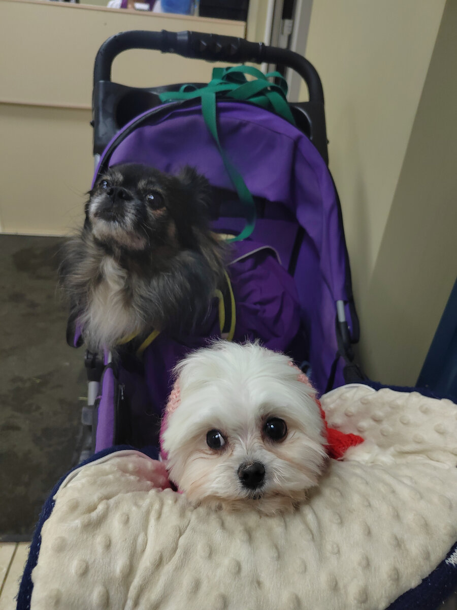 Упаковала после стрижки