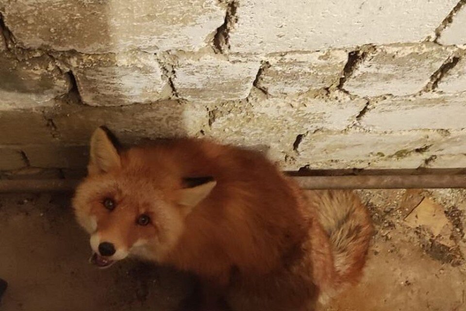     Лиса не выражает агрессии к людям Фото: фонд «Зеленый Сахалин»