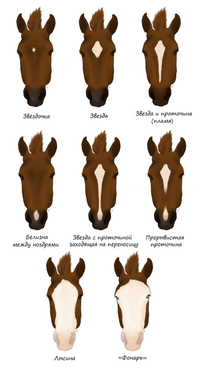 Копыта новорожденного жеребенка. Отметины у лошадей. Отметины на морде лошади. Отметены на голове лошади. Отметина на лбу лошади.