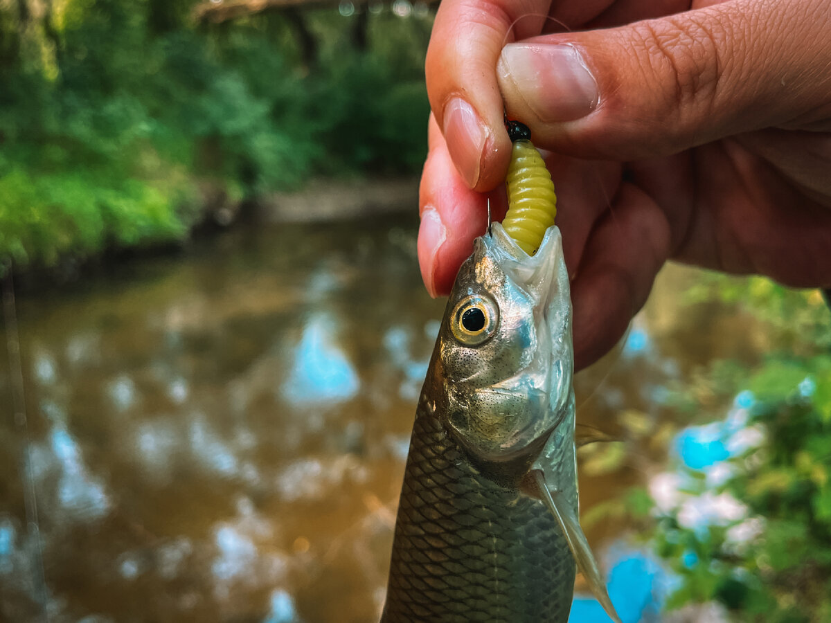Ловлю голавля в сентябре! Рассказываю, как и на что он ловится. GRISHIN FISHING 