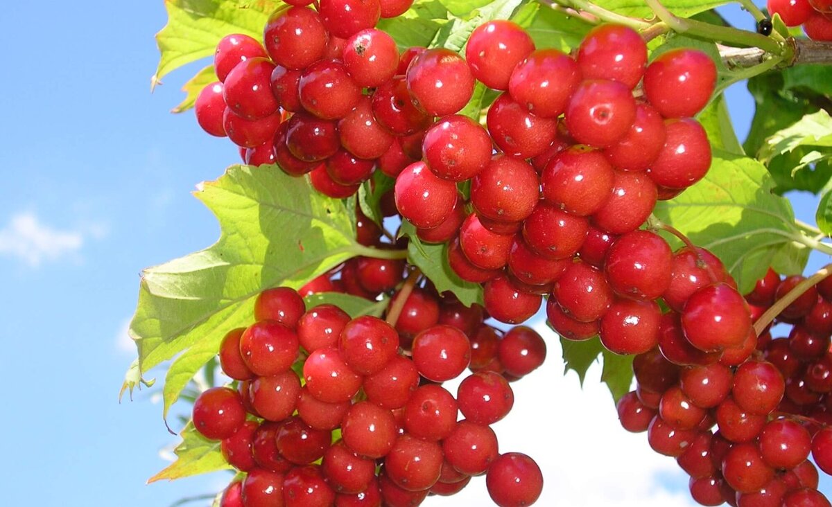 Калина ценна не только большим количеством витамина С – мощного антиоксиданта, который защищает организм от болезней и преждевременного старения.