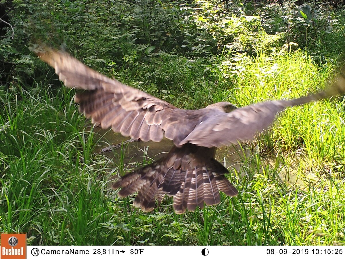 Фото: пресс-служба заповедника «Столбы»