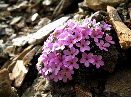 Смолевка бесстебельная. Источник фото: Яндекс картинки.