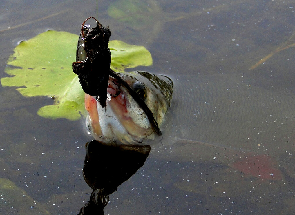 Вот и на картинке, вроде и видно, что за воблер, но не понятно )))