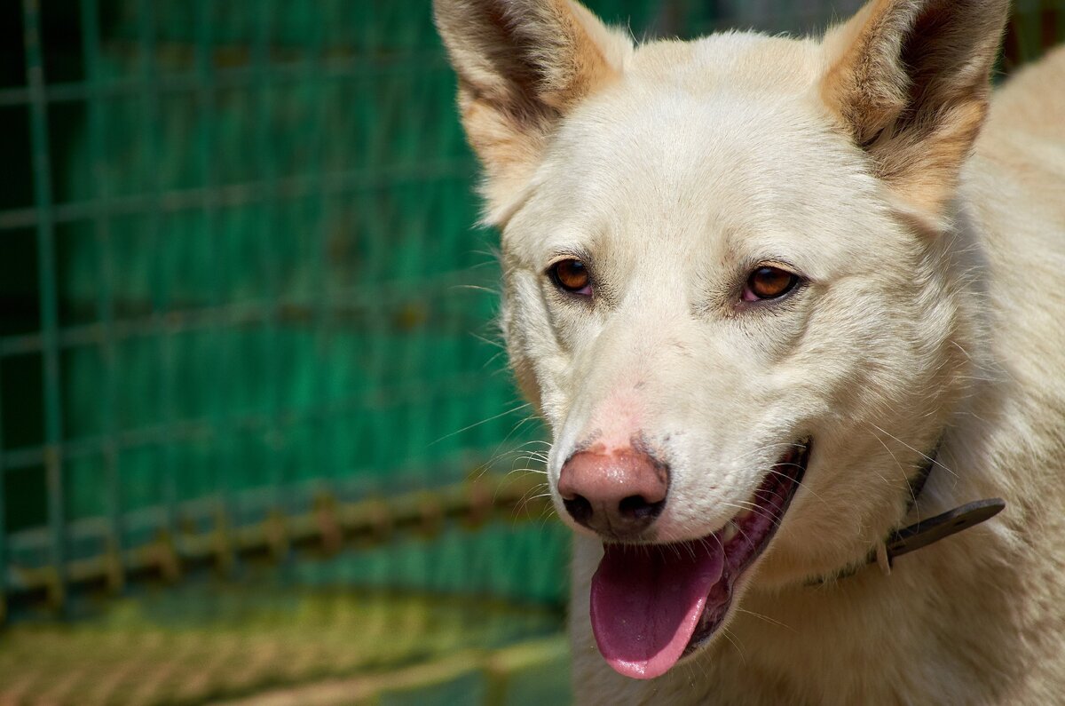 Широ в приюте Солнцево