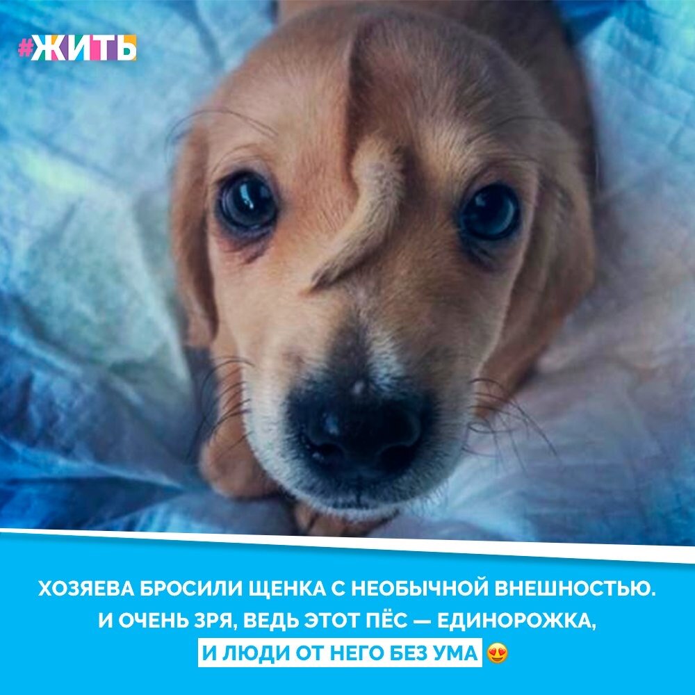 Все мы разные, у каждого человека свое мировоззрение, желания, мечты, предоставления о жизни. Даже внешне не найти двух абсолютно одинаковых людей. Животные тоже разные🐶🤗

Нужно уметь принимать не только людей такими, какие они есть, но и животных❤️

#жить #проектжить
