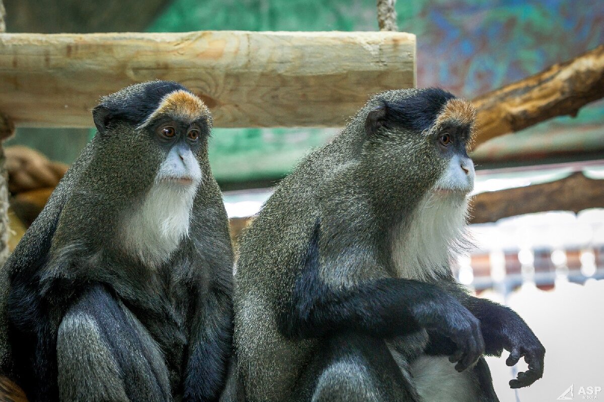 Зоопарк «Лимпопо»