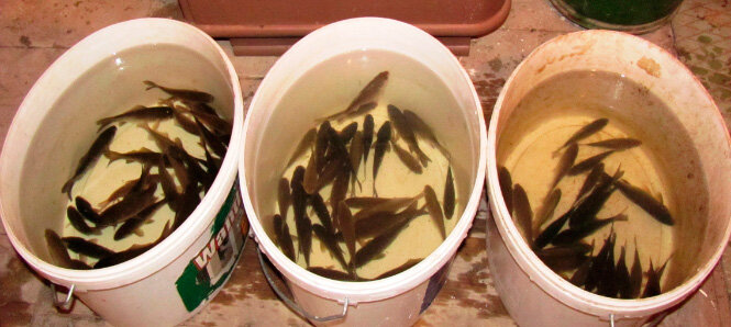 Пойманный живец на щуку