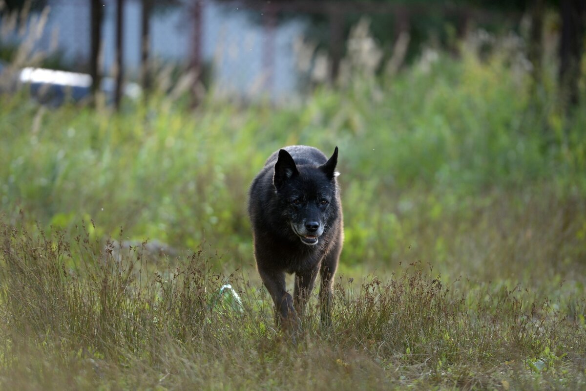 Источник фото: onf.ru